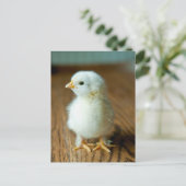 Kutest Baby Animals | Baby Chick Briefkaart (Staand voorkant)