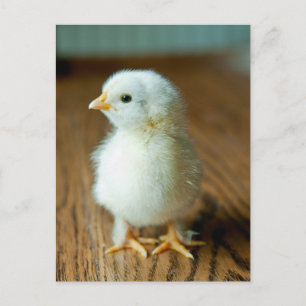 Kutest Baby Animals   Baby Chick Briefkaart