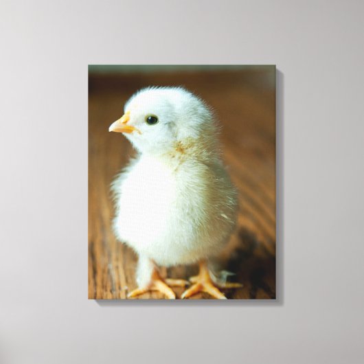 Kutest Baby Animals | Baby Chick Canvas Afdruk (Voorkant)