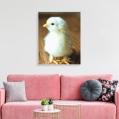 Kutest Baby Animals | Baby Chick Canvas Afdruk (Insitu (Woonkamer))