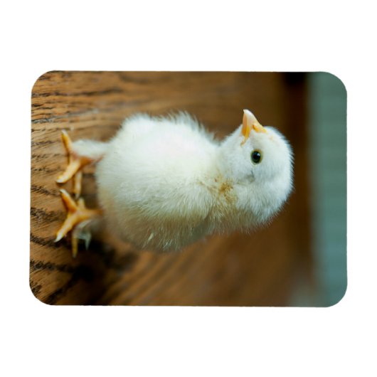 Kutest Baby Animals | Baby Chick Magneet (Horizontaal)