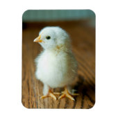 Kutest Baby Animals | Baby Chick Magneet (Verticaal)