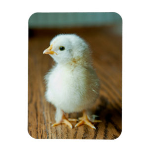 Kutest Baby Animals Baby Chick Magneet