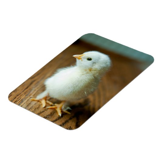 Kutest Baby Animals | Baby Chick Magneet (Linkerzijde)