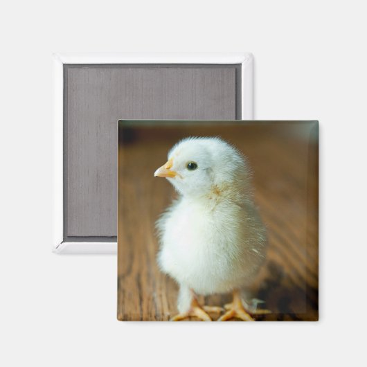 Kutest Baby Animals | Baby Chick Magneet (Voorkant / Achterkant)