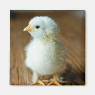 Kutest Baby Animals Baby Chick Magneet