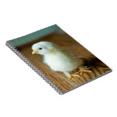 Kutest Baby Animals | Baby Chick Notitieboek (Rechterzijde)