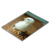 Kutest Baby Animals | Baby Chick Notitieboek (Linkerzijde)
