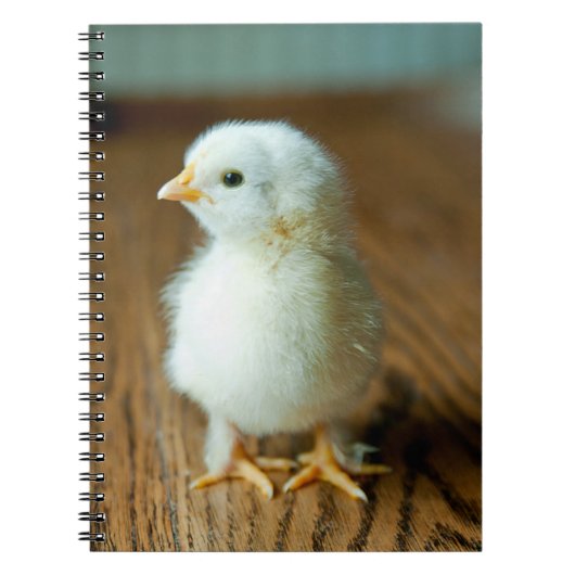 Kutest Baby Animals | Baby Chick Notitieboek (Voorkant)