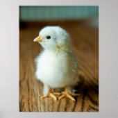 Kutest Baby Animals | Baby Chick Poster (Voorkant)