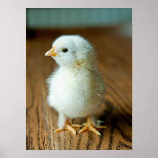 Kutest Baby Animals | Baby Chick Poster (Voorkant)
