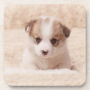 Kutest Baby Animals   Baby Corgi Bier Onderzetter