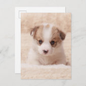 Kutest Baby Animals | Baby Corgi Briefkaart (Voorkant / Achterkant)