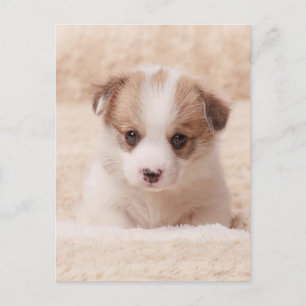 Kutest Baby Animals   Baby Corgi Briefkaart