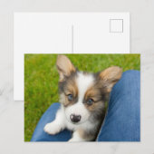 Kutest Baby Animals | Baby Corgi in Mijn programma (Voorkant / Achterkant)