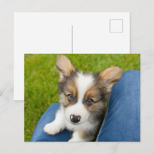 Kutest Baby Animals | Baby Corgi in Mijn programma (Voorkant / Achterkant)