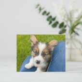 Kutest Baby Animals | Baby Corgi in Mijn programma (Staand voorkant)