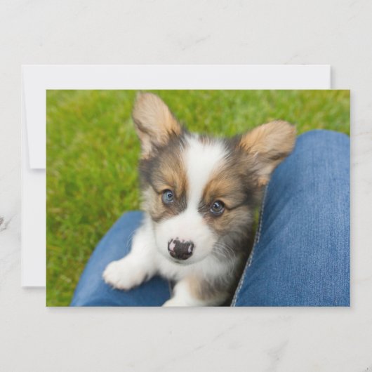 Kutest Baby Animals | Baby Corgi in Mijn programma (Voorkant)