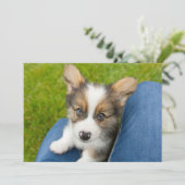 Kutest Baby Animals | Baby Corgi in Mijn programma (Staand voorkant)