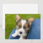 Kutest Baby Animals | Baby Corgi in Mijn programma (Voorkant / Achterkant)