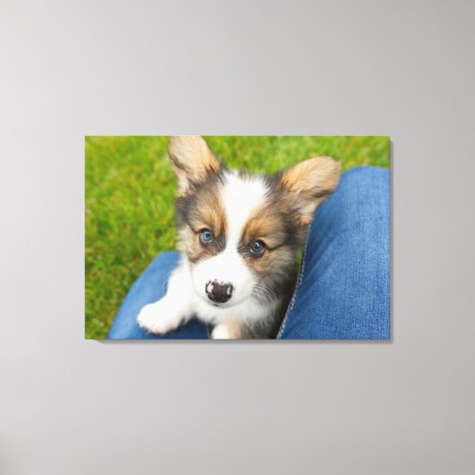 Kutest Baby Animals | Baby Corgi in Mijn programma Canvas Afdruk (Voorkant)