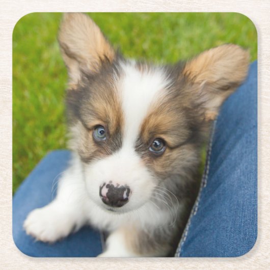 Kutest Baby Animals | Baby Corgi in Mijn programma Kartonnen Onderzetters (Voorkant)