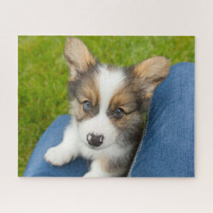 Kutest Baby Animals   Baby Corgi in Mijn programma Legpuzzel