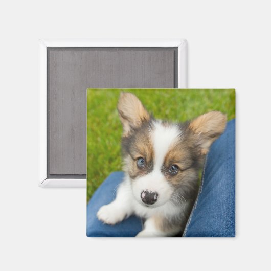 Kutest Baby Animals | Baby Corgi in Mijn programma Magneet (Voorkant / Achterkant)
