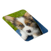 Kutest Baby Animals | Baby Corgi in Mijn programma Magneet (Rechterzijde)
