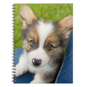 Kutest Baby Animals   Baby Corgi in Mijn programma Notitieboek