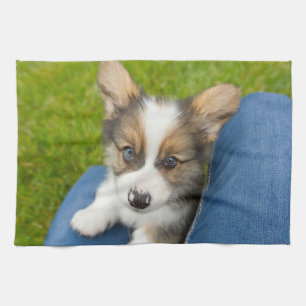 Kutest Baby Animals Baby Corgi in Mijn programma Theedoek