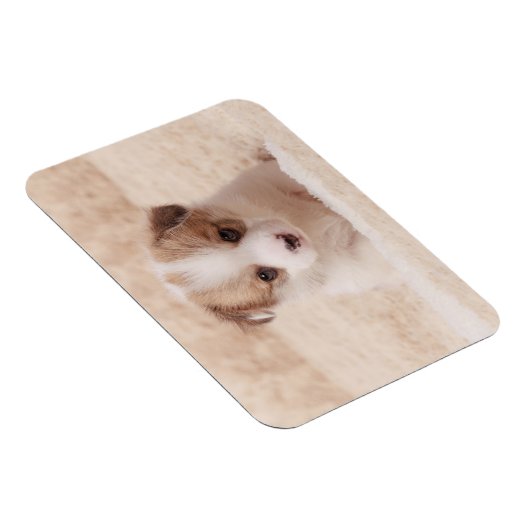 Kutest Baby Animals | Baby Corgi Magneet (Rechterzijde)