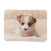 Kutest Baby Animals | Baby Corgi Magneet (Horizontaal)