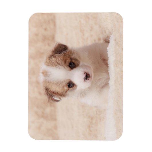 Kutest Baby Animals | Baby Corgi Magneet (Verticaal)