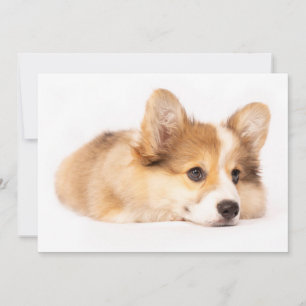 Kutest Baby Animals Baby Corgi Puppy Portret Bedankkaart