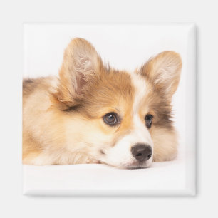 Kutest Baby Animals   Baby Corgi Puppy Portret Magneet