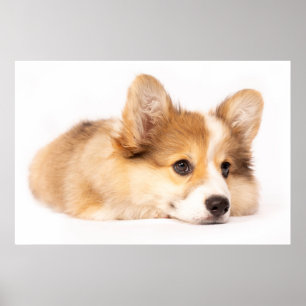 Kutest Baby Animals   Baby Corgi Puppy Portret Poster