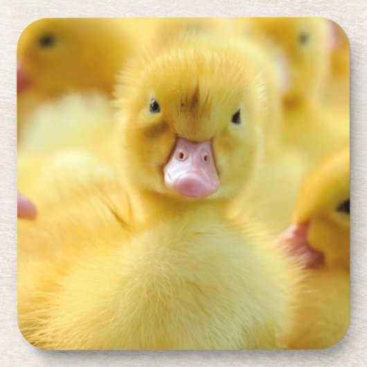 Kutest Baby Animals | Baby Duck-groep Bier Onderzetter (Voorkant)