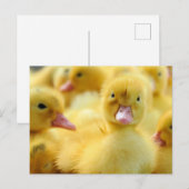 Kutest Baby Animals | Baby Duck-groep Briefkaart (Voorkant / Achterkant)