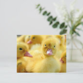 Kutest Baby Animals | Baby Duck-groep Briefkaart (Staand voorkant)