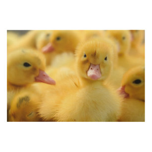 Kutest Baby Animals   Baby Duck-groep Hout Afdruk