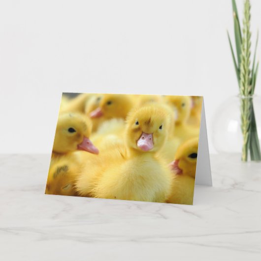 Kutest Baby Animals | Baby Duck-groep Kaart (Voorkant)