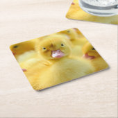Kutest Baby Animals | Baby Duck-groep Kartonnen Onderzetters (Schuin)