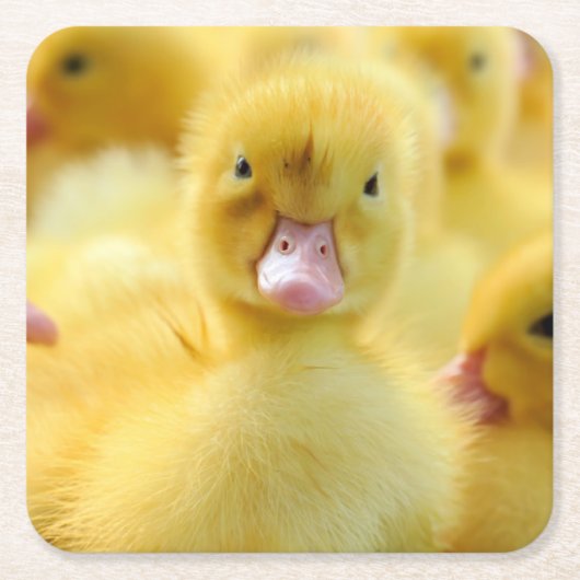 Kutest Baby Animals | Baby Duck-groep Kartonnen Onderzetters (Voorkant)
