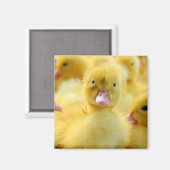 Kutest Baby Animals | Baby Duck-groep Magneet (Voorkant / Achterkant)