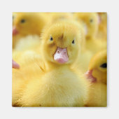 Kutest Baby Animals | Baby Duck-groep Magneet (Voorkant)