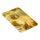 Kutest Baby Animals | Baby Duck-groep Magneet (Rechterzijde)