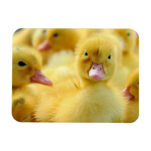 Kutest Baby Animals   Baby Duck-groep Magneet