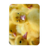 Kutest Baby Animals | Baby Duck-groep Magneet (Verticaal)