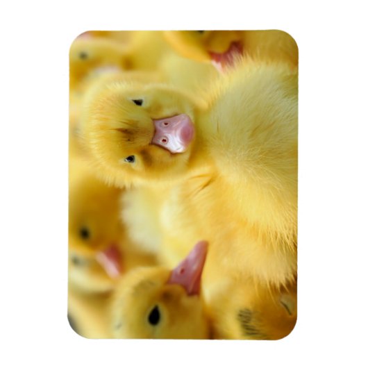 Kutest Baby Animals | Baby Duck-groep Magneet (Verticaal)